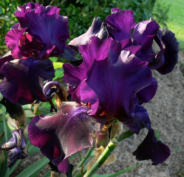 Bois des Moutiers (63) Juin 2012